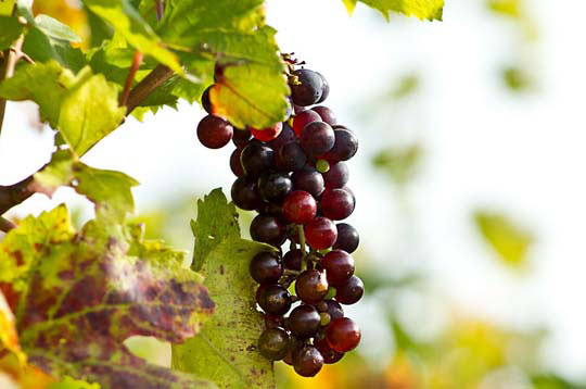 免费网络轰炸机app